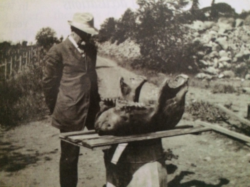 T. A. Bostwick with lower jaw of the mastodon discovered at Hill-Stead, 1913. Hill-Stead Museum